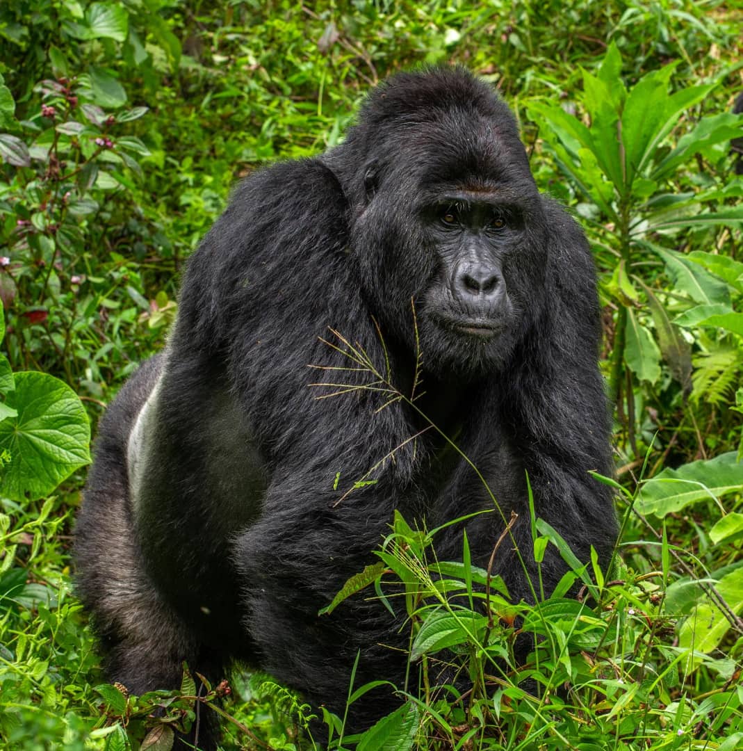 Gorilla Trekking Packing List