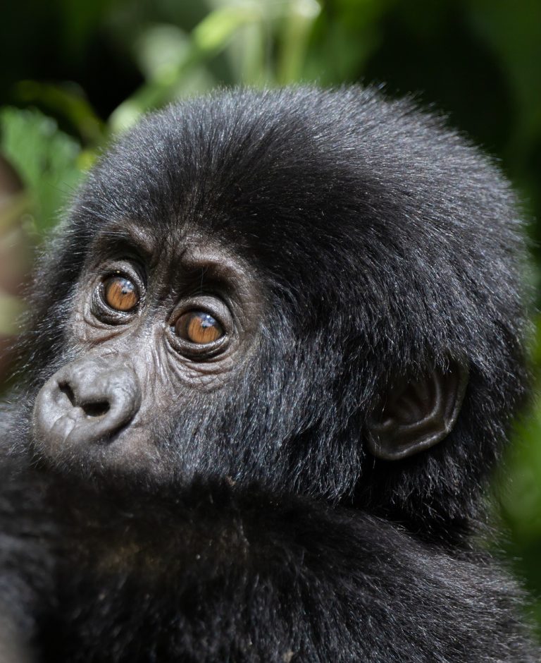 baby gorilla animal wildlife 7708348