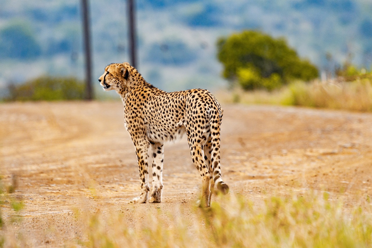 cheetah animal safari cat wild cat 5689870