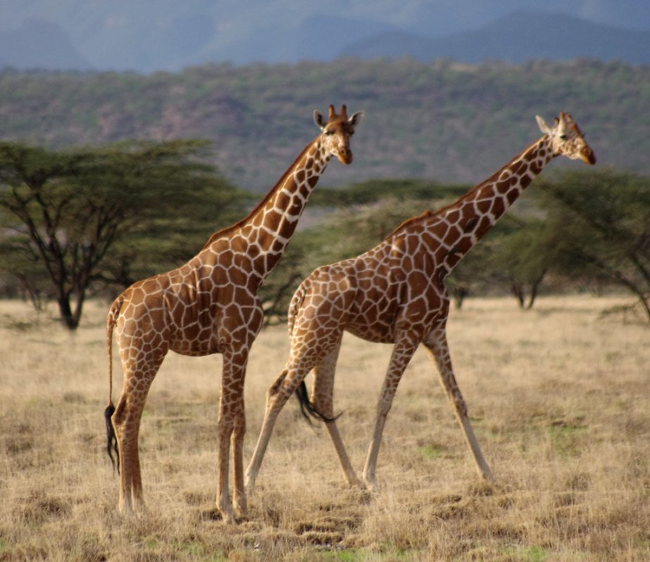 6 Days Nyungwe And Akagera Np Safari