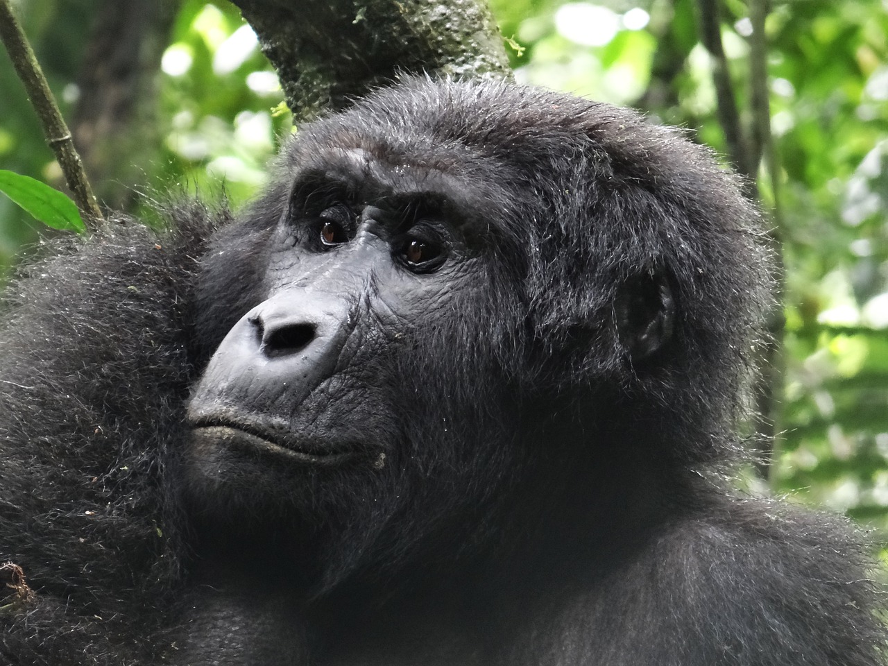 gorilla ape animal wildlife nature 7770358