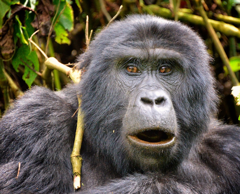 Mountain Gorilla, Bwindi, Uganda