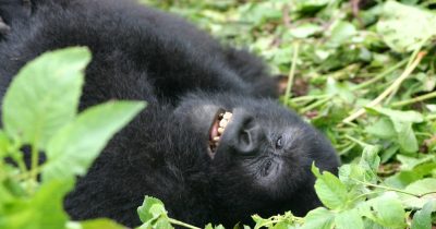 One Day Gorilla Trekking in Bwindi