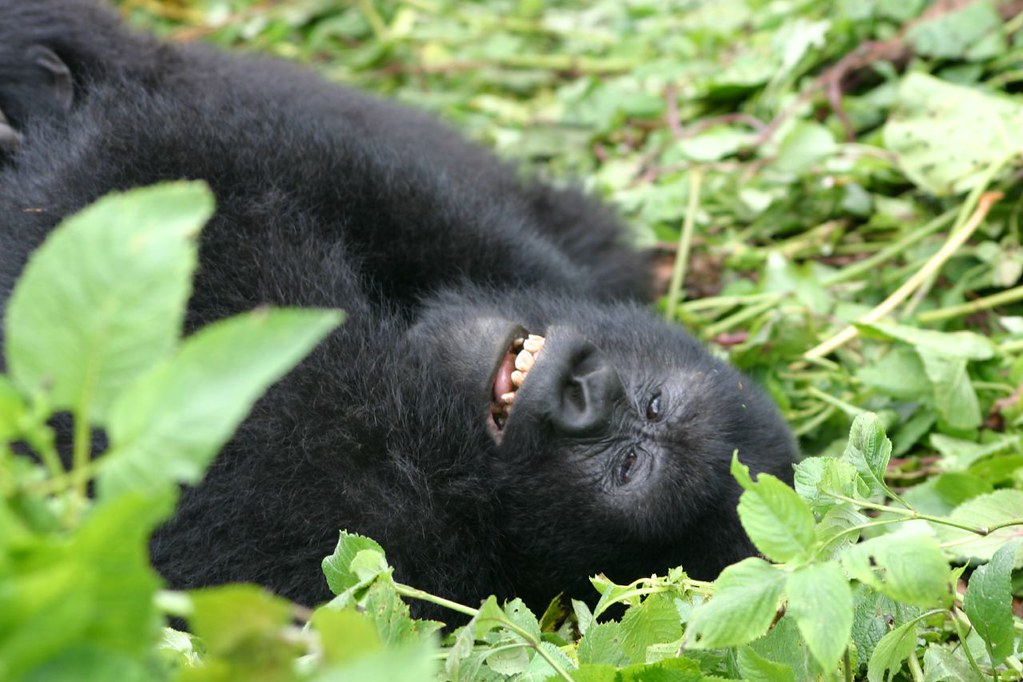 Ticklish gorilla in Rwanda at the Volcanoes National Park