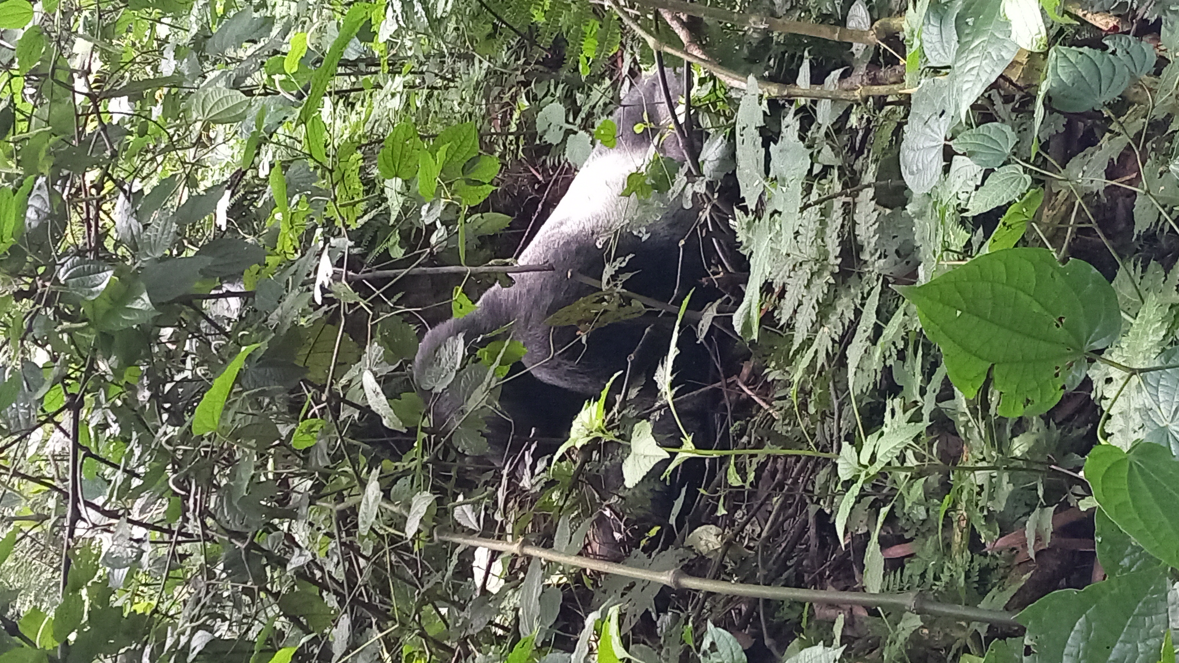 10 Days Rwanda Primates And Wildlife Safari