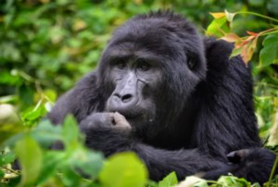 Gorilla in Rwanda