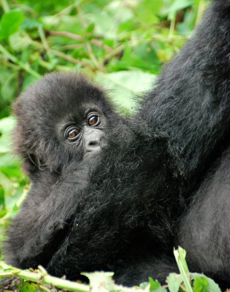 Gorilla in Rwanda
