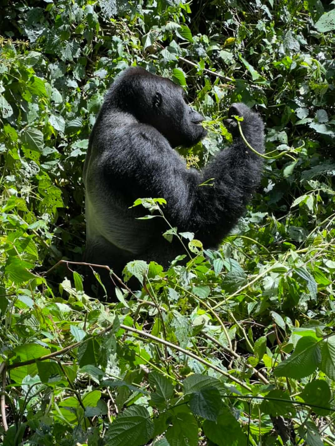 10 Days Rwanda Primates And Wildlife Safari