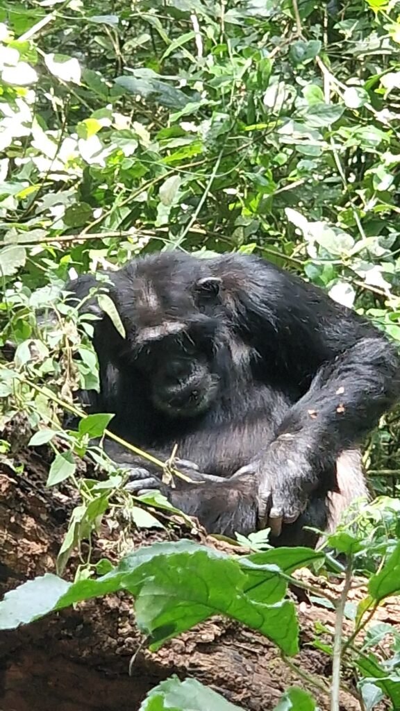 gorilla trekking