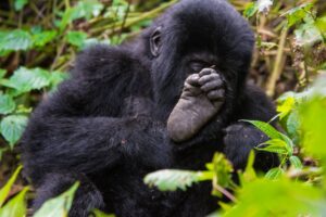 Gorilla Trekking Experience