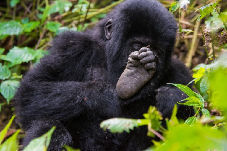 Gorilla Trekking Experience