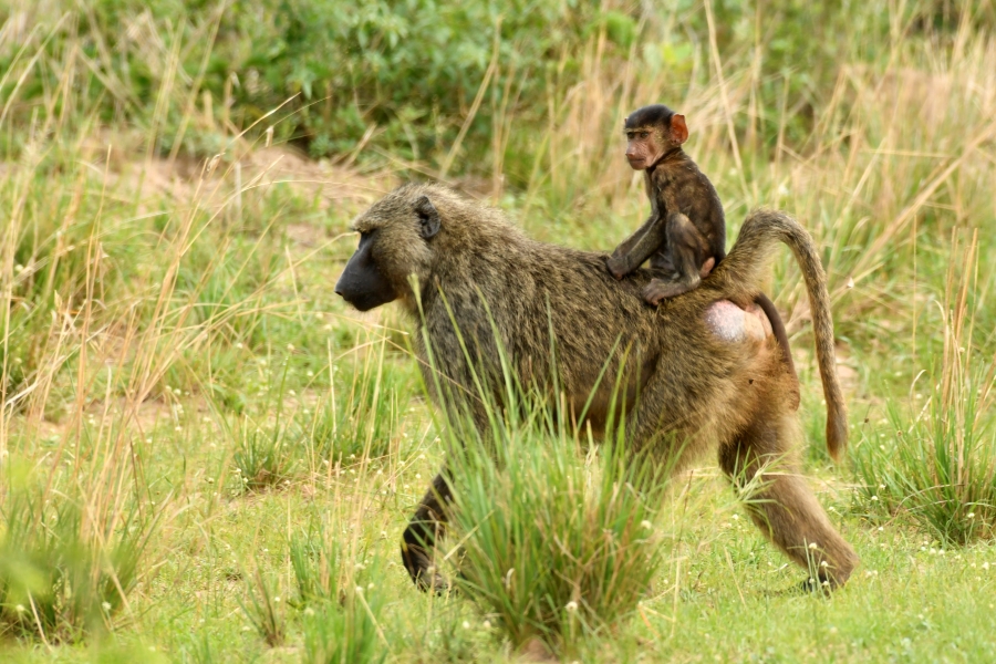 Uganda National Parks