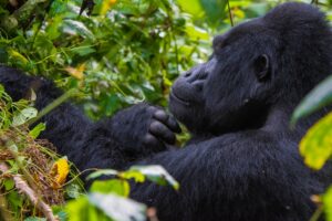 Are Gorillas Endangered