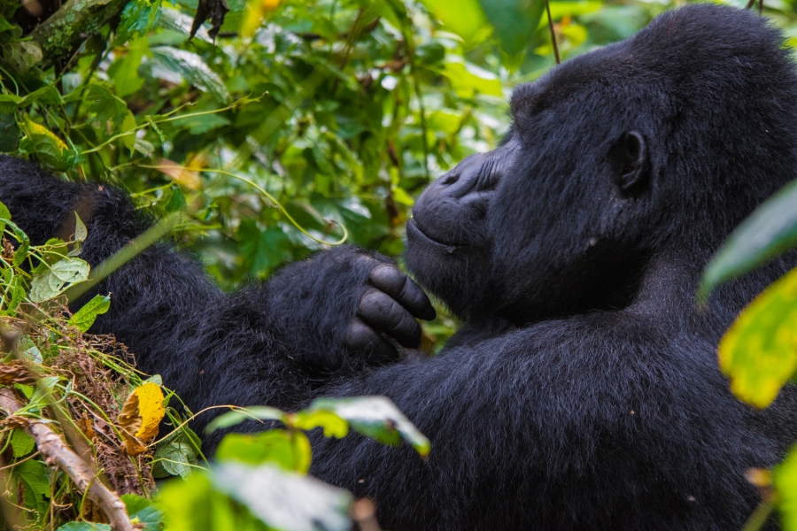 Are Gorillas Endangered