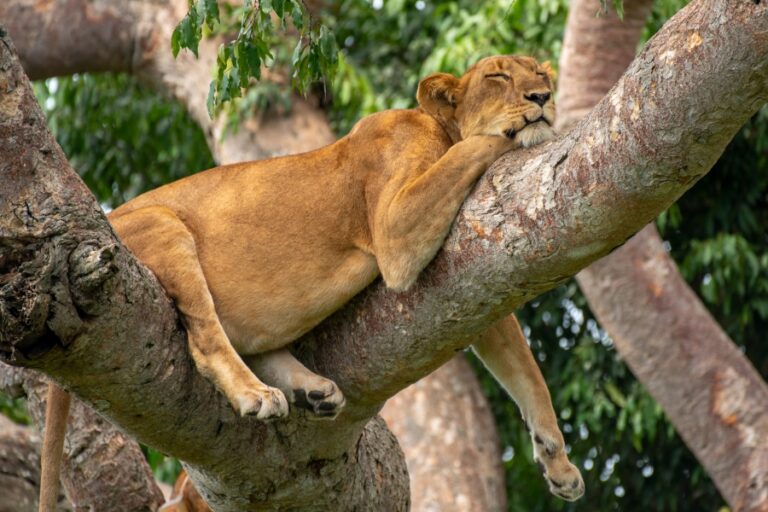 Ishasha Tree Climbing Lion