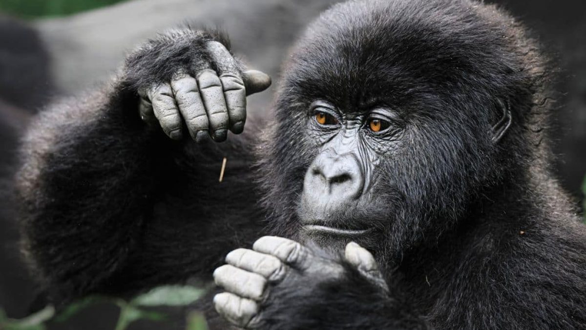 10 Days Rwanda Primates And Wildlife Safari
