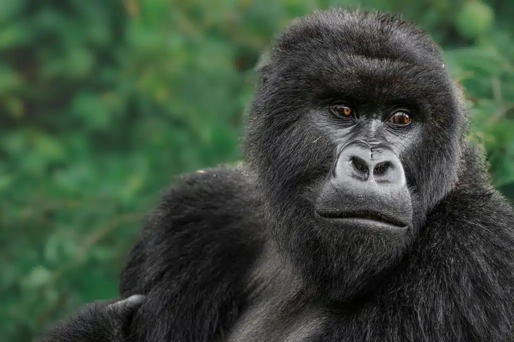 10 Days Rwanda Primates And Wildlife Safari