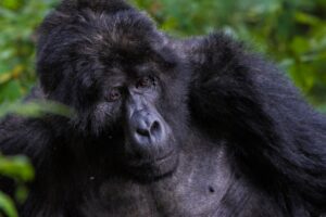 Gorilla Trekking