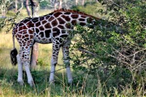 Game Drives