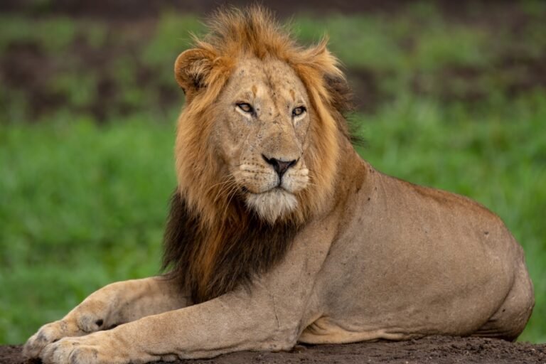 7 Days Best of Uganda