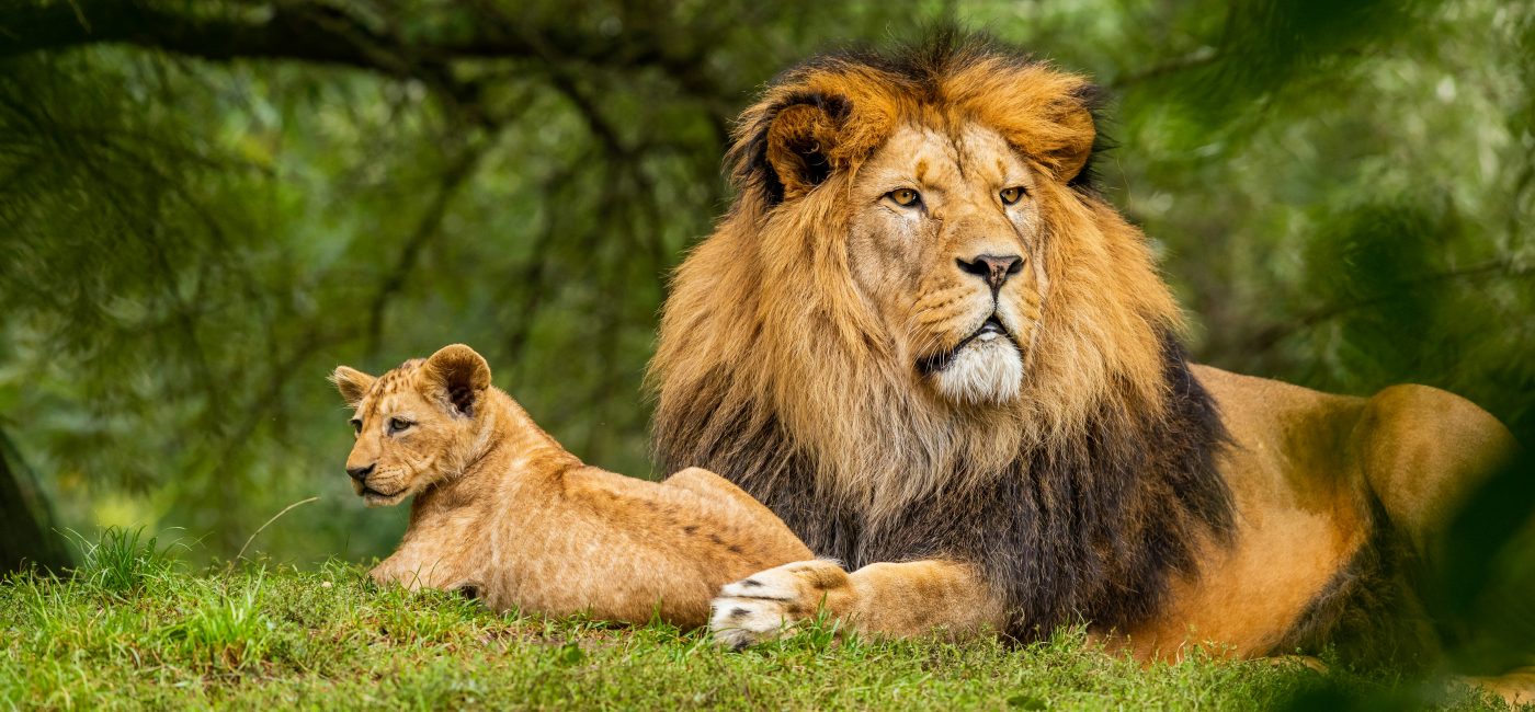 10 Days Rwanda Primates And Wildlife Safari